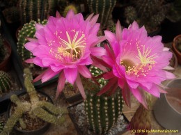 Trichocereus Hybride 006